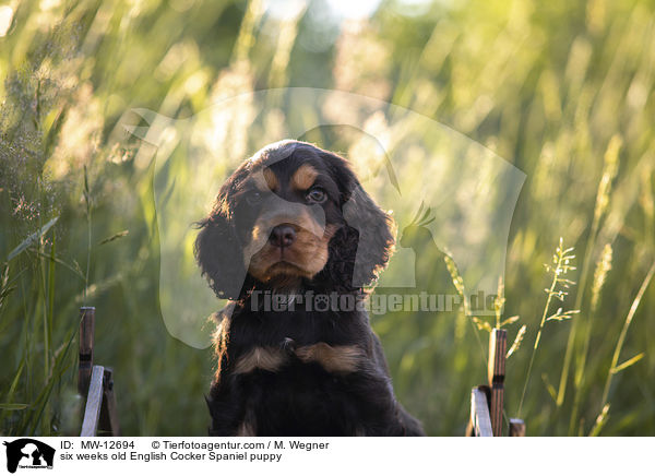 6 Wochen alter English Cocker Spaniel Welpe / six weeks old English Cocker Spaniel puppy / MW-12694