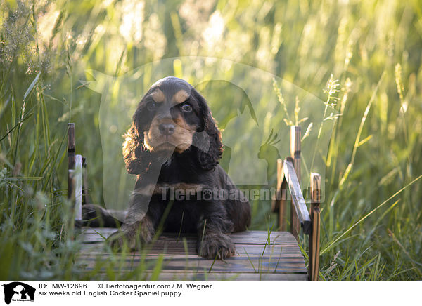 6 Wochen alter English Cocker Spaniel Welpe / six weeks old English Cocker Spaniel puppy / MW-12696