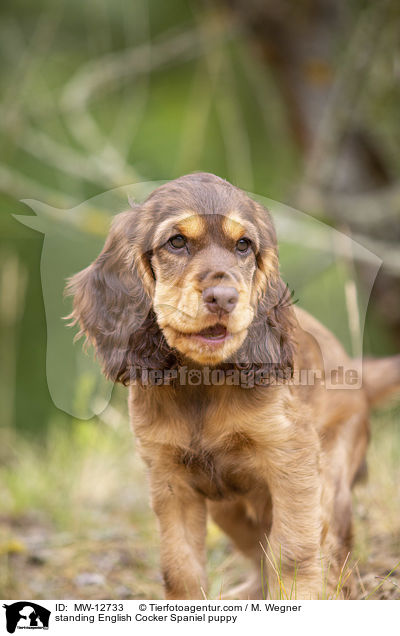 stehender English Cocker Spaniel Welpe / standing English Cocker Spaniel puppy / MW-12733