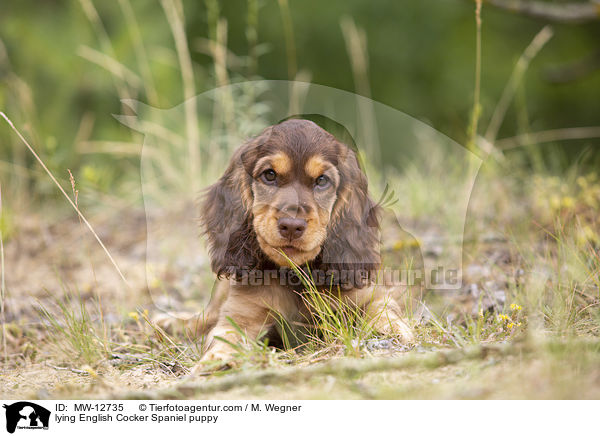 liegender English Cocker Spaniel Welpe / lying English Cocker Spaniel puppy / MW-12735
