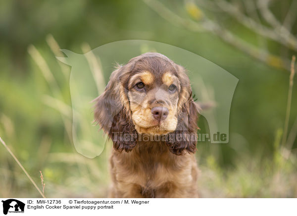 English Cocker Spaniel Welpe Portrait / English Cocker Spaniel puppy portrait / MW-12736