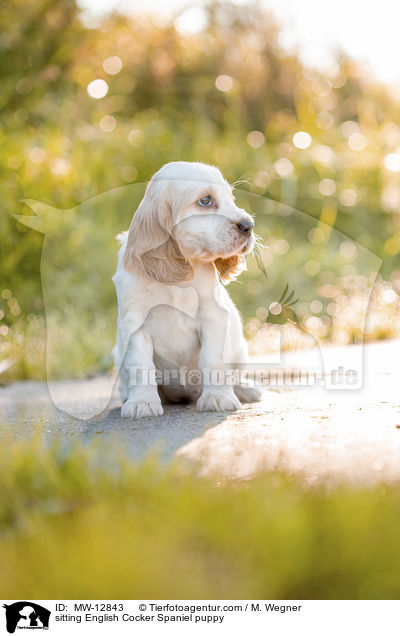 sitzender English Cocker Spaniel Welpe / sitting English Cocker Spaniel puppy / MW-12843