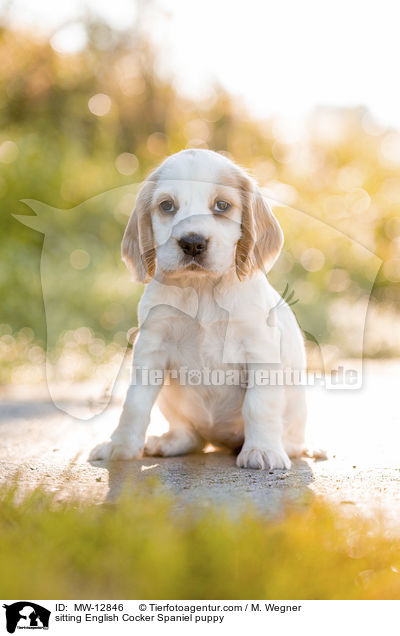 sitzender English Cocker Spaniel Welpe / sitting English Cocker Spaniel puppy / MW-12846