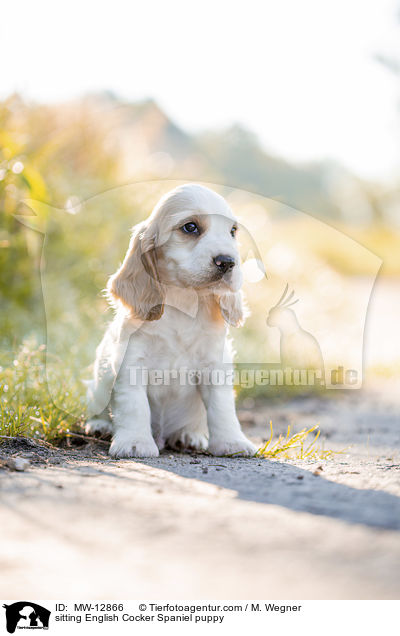 sitzender English Cocker Spaniel Welpe / sitting English Cocker Spaniel puppy / MW-12866
