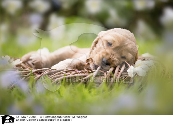 English Cocker Spaniel Welpe im Krbchen / English Cocker Spaniel puppy in a basket / MW-12900