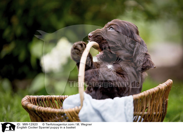 English Cocker Spaniel Welpe im Krbchen / English Cocker Spaniel puppy in a basket / MW-12920