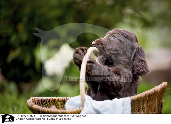 English Cocker Spaniel Welpe im Krbchen / English Cocker Spaniel puppy in a basket / MW-12921