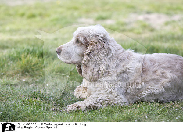 liegender English Cocker Spaniel / lying English Cocker Spaniel / KJ-02363