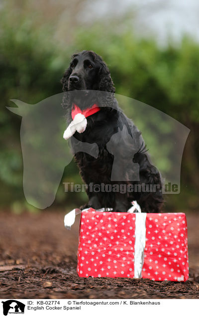 English Cocker Spaniel / English Cocker Spaniel / KB-02774