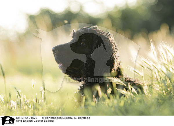 liegender English Cocker Spaniel / lying English Cocker Spaniel / EHO-01628