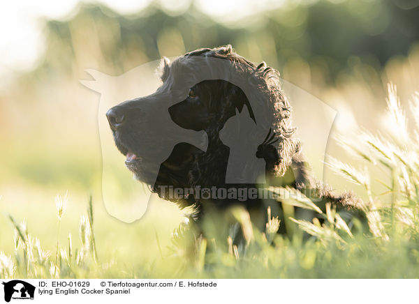 liegender English Cocker Spaniel / lying English Cocker Spaniel / EHO-01629