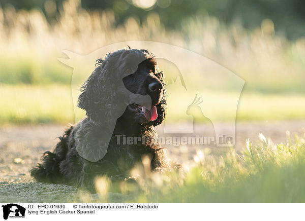 liegender English Cocker Spaniel / lying English Cocker Spaniel / EHO-01630