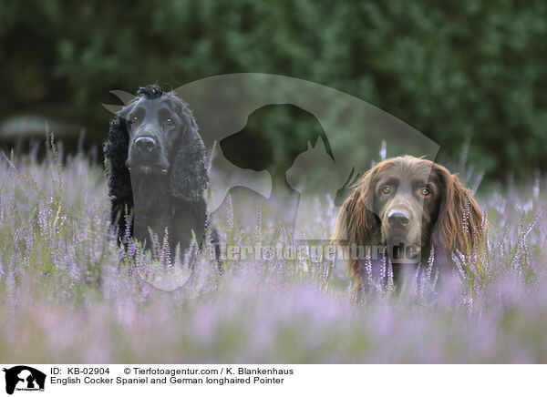 English Cocker Spaniel and German longhaired Pointer / KB-02904