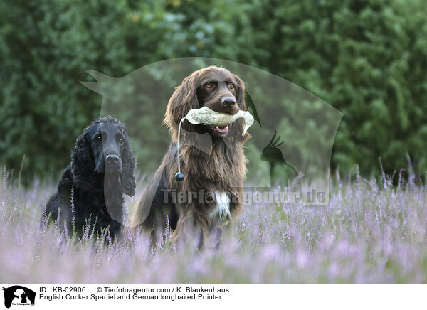 English Cocker Spaniel and German longhaired Pointer / KB-02906