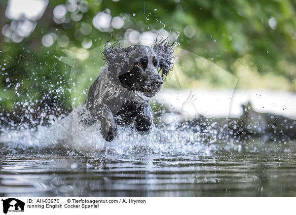 rennender English Cocker Spaniel / running English Cocker Spaniel / AH-03970