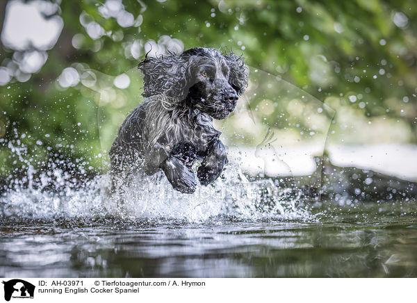 rennender English Cocker Spaniel / running English Cocker Spaniel / AH-03971