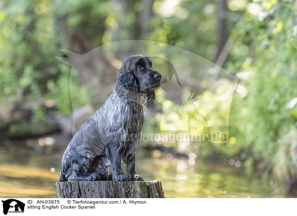 sitzender English Cocker Spaniel / sitting English Cocker Spaniel / AH-03975