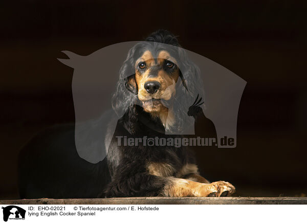 liegender English Cocker Spaniel / lying English Cocker Spaniel / EHO-02021