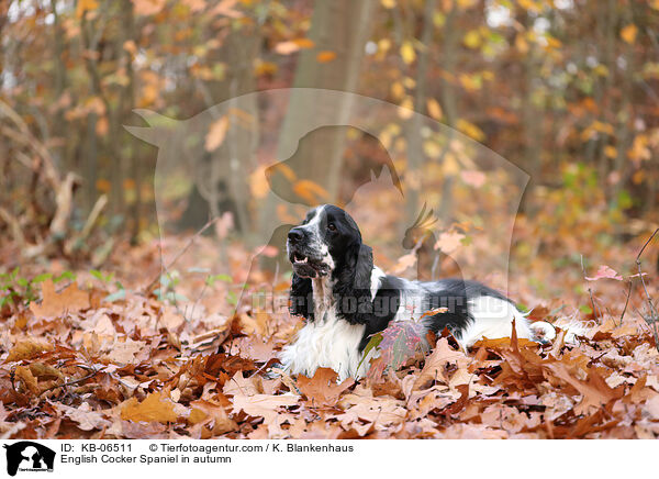 English Cocker Spaniel in autumn / KB-06511