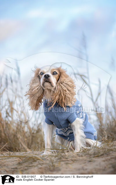 English Cocker Spaniel Rde / male English Cocker Spaniel / SIB-01907