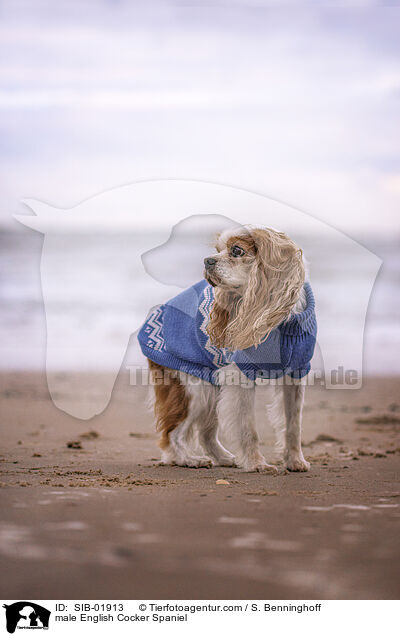English Cocker Spaniel R�de / male English Cocker Spaniel / SIB-01913