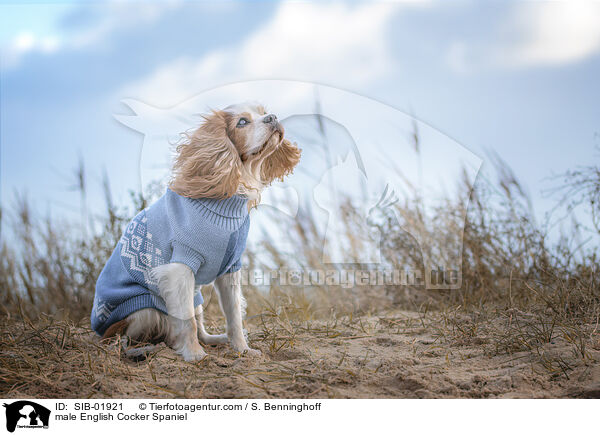 English Cocker Spaniel Rde / male English Cocker Spaniel / SIB-01921