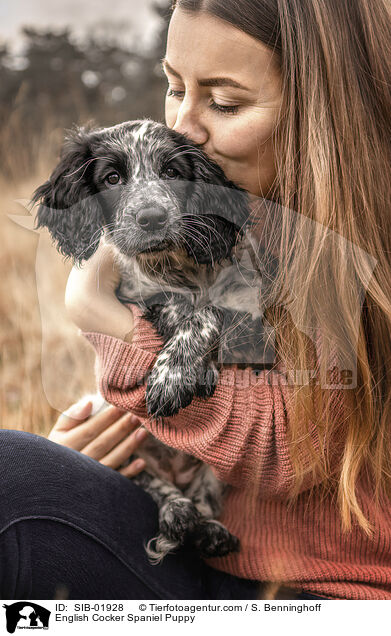 English Cocker Spaniel Welpe / English Cocker Spaniel Puppy / SIB-01928