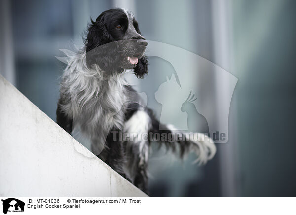 English Cocker Spaniel / English Cocker Spaniel / MT-01036