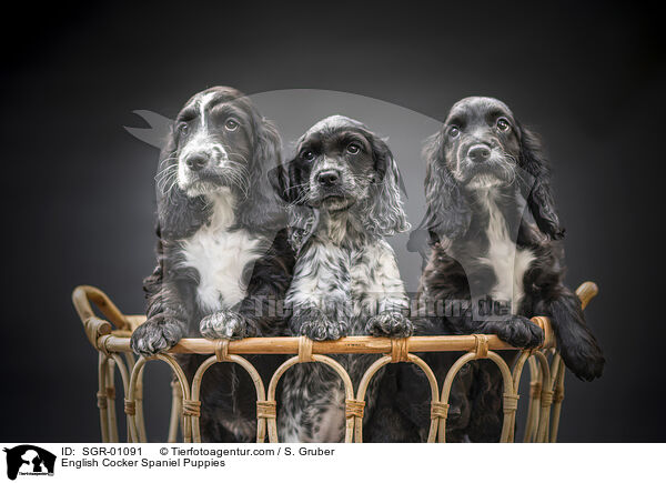 English Cocker Spaniel Puppies / SGR-01091