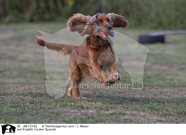 roter English Cocker Spaniel / red English Cocker Spaniel / JM-13162