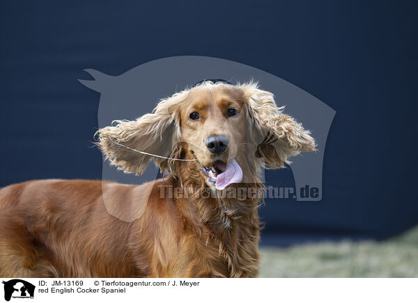 roter English Cocker Spaniel / red English Cocker Spaniel / JM-13169