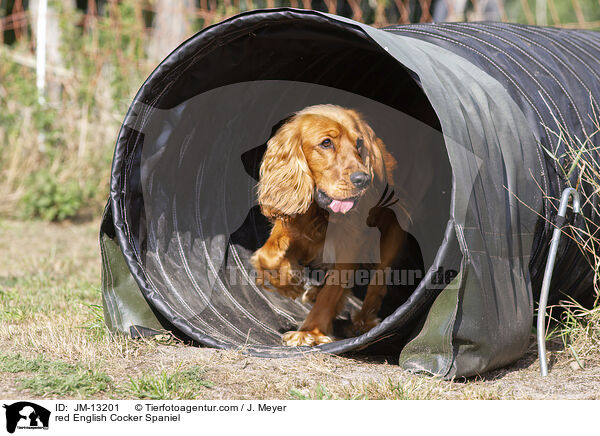 roter English Cocker Spaniel / red English Cocker Spaniel / JM-13201