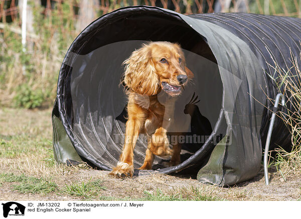 roter English Cocker Spaniel / red English Cocker Spaniel / JM-13202