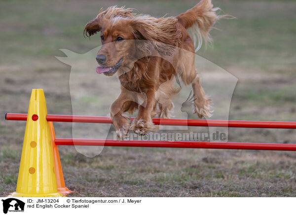 roter English Cocker Spaniel / red English Cocker Spaniel / JM-13204