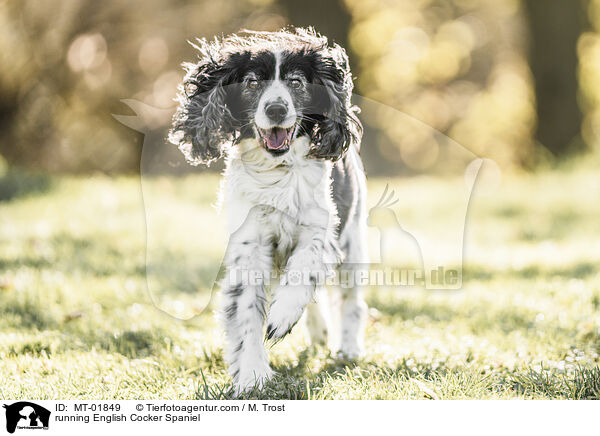 rennender English Cocker Spaniel / running English Cocker Spaniel / MT-01849