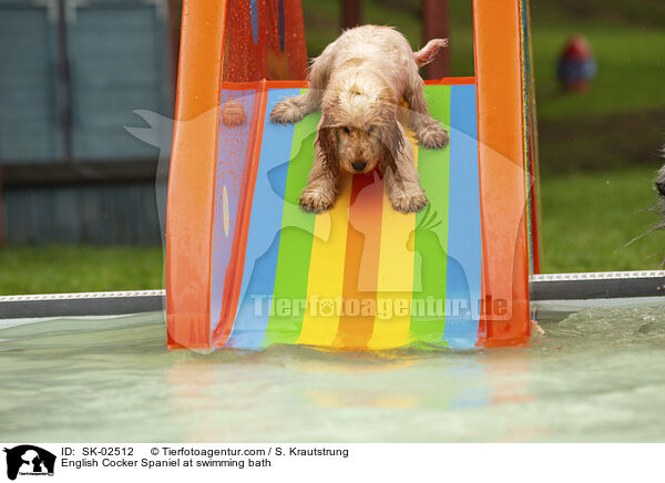 English Cocker Spaniel im Schwimmbad / English Cocker Spaniel at swimming bath / SK-02512