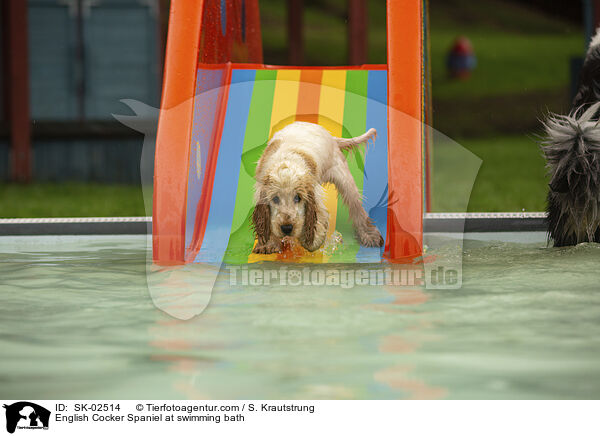 English Cocker Spaniel im Schwimmbad / English Cocker Spaniel at swimming bath / SK-02514