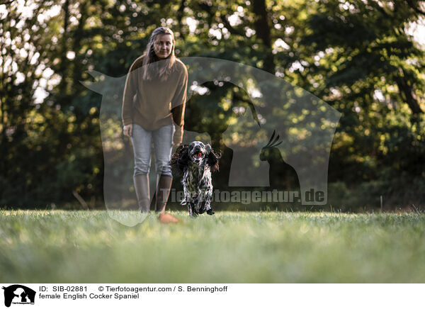 English Cocker Spaniel Hndin / female English Cocker Spaniel / SIB-02881