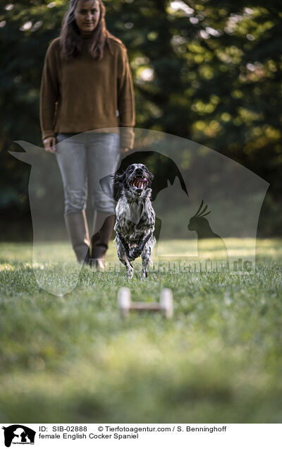 English Cocker Spaniel Hndin / female English Cocker Spaniel / SIB-02888