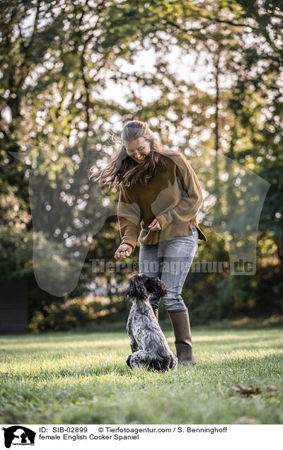 English Cocker Spaniel Hndin / female English Cocker Spaniel / SIB-02899