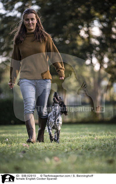 English Cocker Spaniel Hndin / female English Cocker Spaniel / SIB-02910