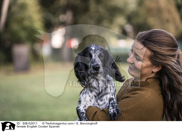 female English Cocker Spaniel / SIB-02911