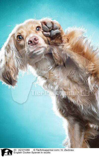 English Cocker Spaniel im Studio / English Cocker Spaniel in studio / AZ-01489