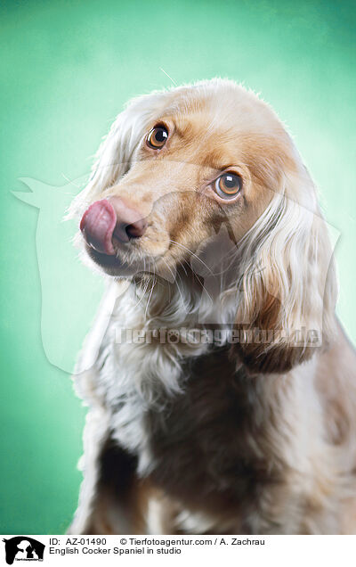 English Cocker Spaniel im Studio / English Cocker Spaniel in studio / AZ-01490