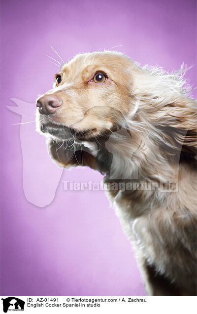 English Cocker Spaniel im Studio / English Cocker Spaniel in studio / AZ-01491