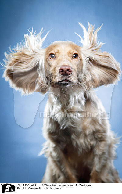 English Cocker Spaniel im Studio / English Cocker Spaniel in studio / AZ-01492