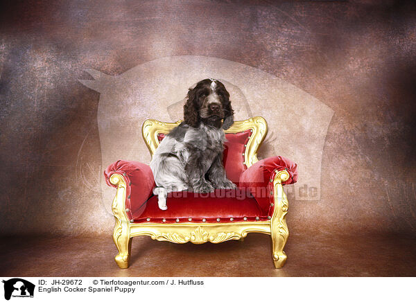 English Cocker Spaniel Welpe / English Cocker Spaniel Puppy / JH-29672