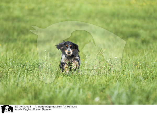 English Cocker Spaniel Hndin / female English Cocker Spaniel / JH-30408