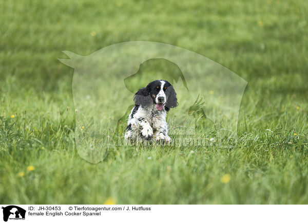 English Cocker Spaniel Hndin / female English Cocker Spaniel / JH-30453