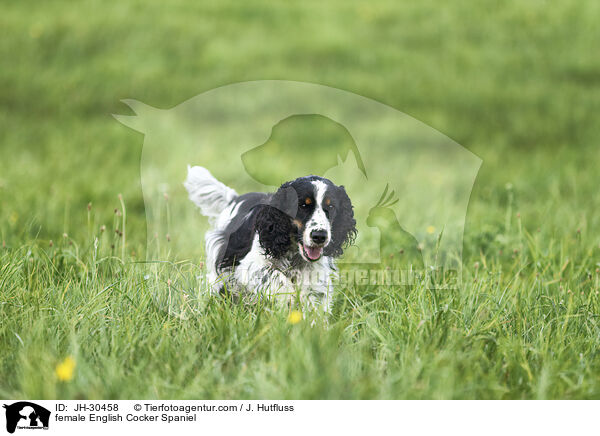 English Cocker Spaniel Hndin / female English Cocker Spaniel / JH-30458